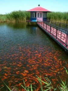 相思湖風景區 相思湖風景區