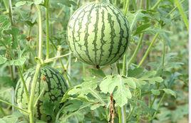 華光[西甜瓜一種]