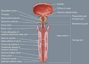 男性尿道的三狹窄 男性尿道的三狹窄
