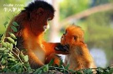 西霞口野生動物園——猴子