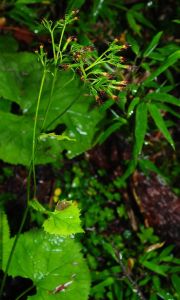 纖細橐吾 纖細橐吾