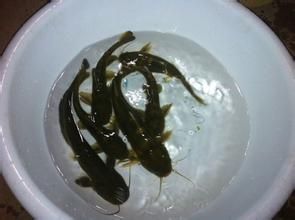 細尾骨魚 細尾骨魚