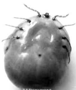 傳播媒介——蜱蟲