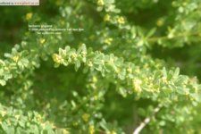 澇峪小檗 澇峪小檗