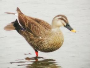 斑嘴鴨雲南亞種 斑嘴鴨雲南亞種