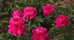 狼牙山牡丹園 狼牙山牡丹園