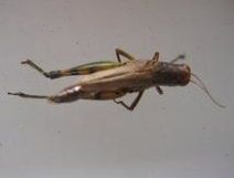 綠腿腹露蝗 綠腿腹露蝗