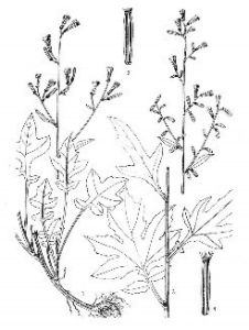 細花福王草 細花福王草