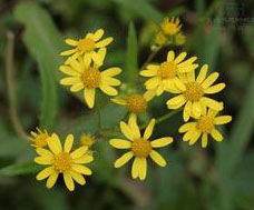 岩生千里光 岩生千里光