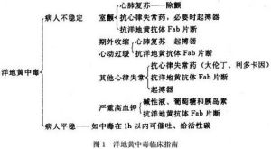 小兒洋地黃中毒 小兒洋地黃中毒