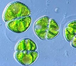 彎柱鼓藻 彎柱鼓藻