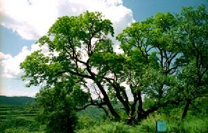 （圖）公元566年