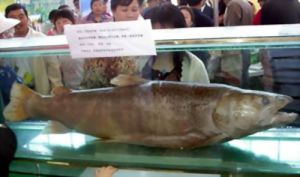 川陝哲羅鮭