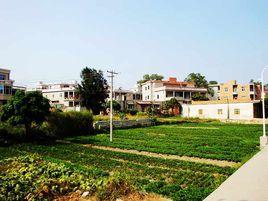 玉坂村[福建省泉州市惠安縣東園鎮下轄村]