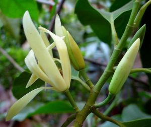 西藏含笑 西藏含笑