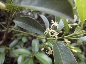 曲枝腳骨脆 曲枝腳骨脆