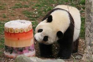在美國首都華盛頓國家動物園裡，熊貓寶寶“泰山”在享用“果冰”