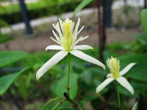 皺葉鐵線蓮 皺葉鐵線蓮