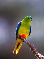 橙腹鸚鵡 橙腹鸚鵡