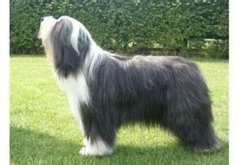 大鬍子柯利犬 大鬍子柯利犬