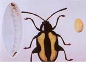 滑背長跗跳甲 滑背長跗跳甲