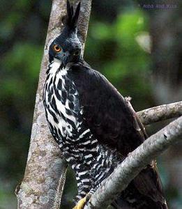 馬來鹰鵰 馬來鹰鵰