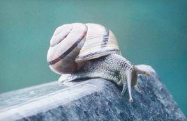 庭園蝸牛 庭園蝸牛