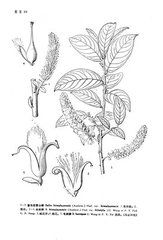 喜馬拉雅山柳 喜馬拉雅山柳