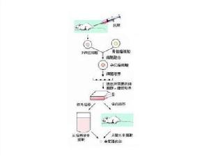 單克隆抗體製備流程