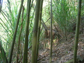 桂竹 桂竹