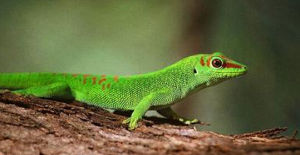 馬達加斯加日間壁虎 馬達加斯加日間壁虎