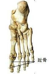 趾骨 趾骨