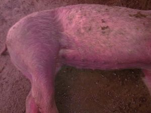病豬全身發紫