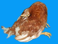 雞維生素B1缺乏症 - 畜禽病蟲害及疫病診斷圖