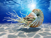 鸚鵡螺亞綱(Nautiloidea)