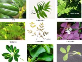 再生能力 再生能力