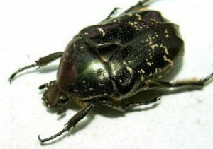 白星花潛 白星花潛