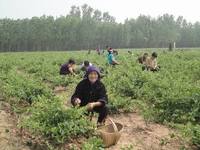 全福莊村 全福莊村