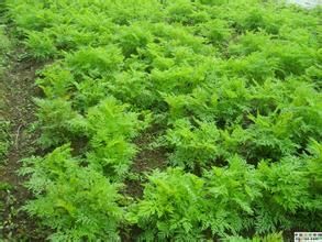 崇州川芎 崇州川芎