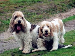 大格林芬犬 大格林芬犬