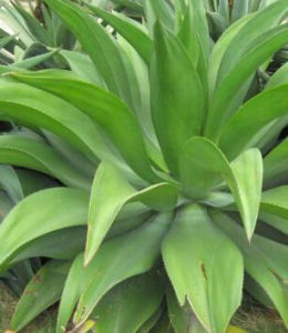 暗綠龍舌蘭 暗綠龍舌蘭
