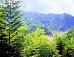 塘口森林旅遊區