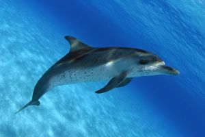 大西洋原海豚