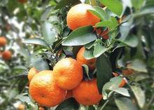 柑[水果]