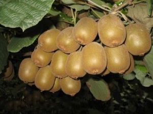 藨狀獼猴桃 藨狀獼猴桃