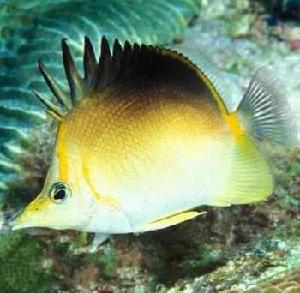 美國長嘴蝶 美國長嘴蝶