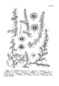 刺沙蓬（原變種）