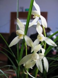 高稈白蓮瓣素 高稈白蓮瓣素