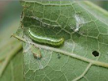 瓜絹螟幼蟲