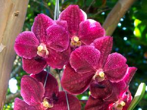 萬代蘭屬物種之一:大花萬代蘭